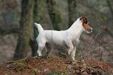 JACK RUSSEL 247